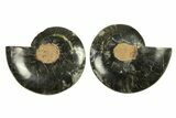 Cut & Polished Ammonite Fossil - Unusual Black Color #296283-1